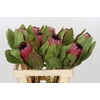 Protea Barbigera Early Mountain Queen