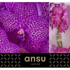 Vanda Ruby Pink