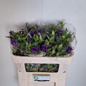 CAMP M CHAMPION BLUE