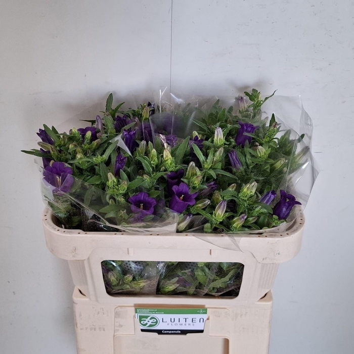 <h4>CAMP M CHAMPION BLUE</h4>