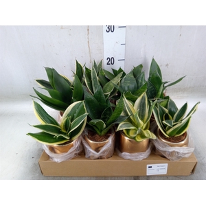 Sansevieria trifa.   ...