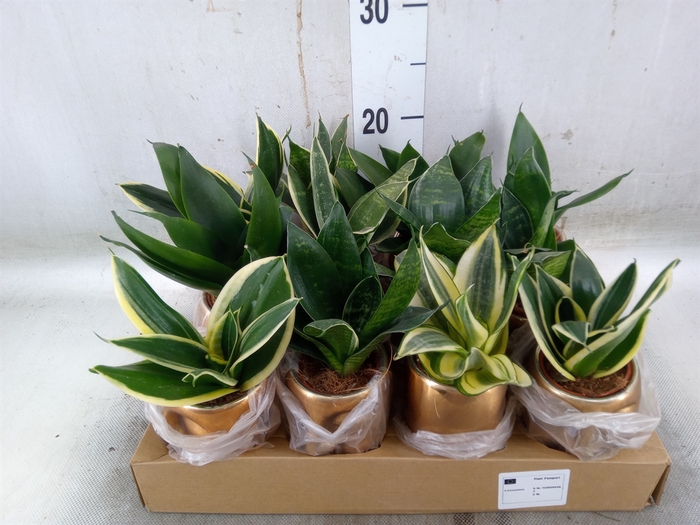 <h4>Sansevieria trifa.   ...</h4>