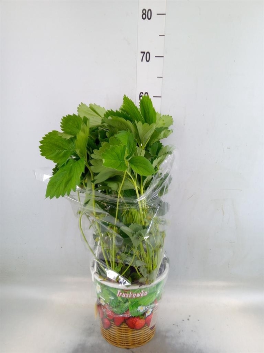 <h4>Fragaria   ...</h4>