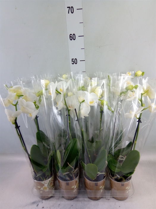 <h4>Phalaenopsis multi.   ...white</h4>