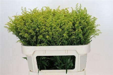 <h4>Soli Bareight</h4>