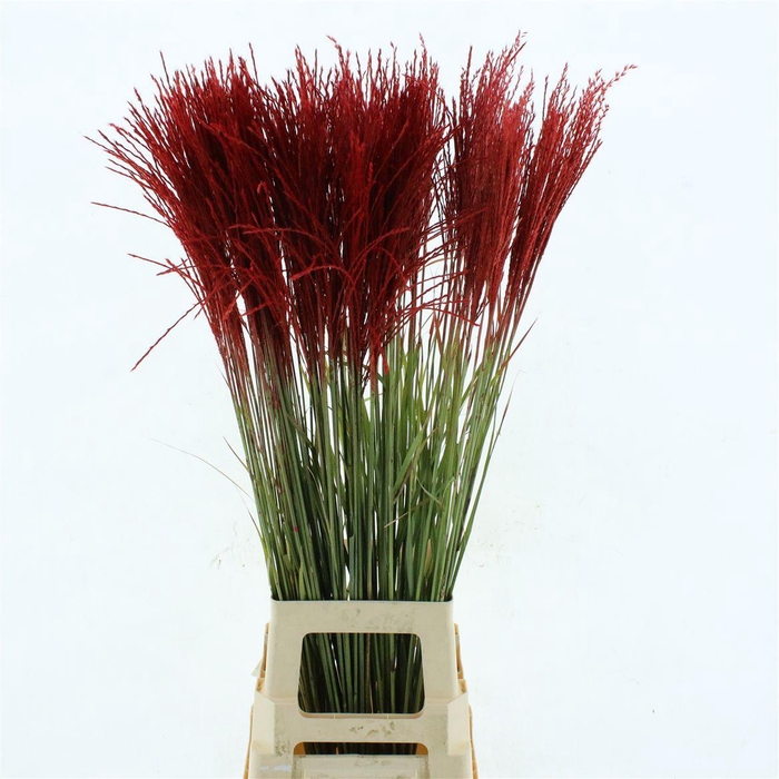 <h4>Miscanthus Red</h4>