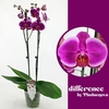 Phalaenopsis grootbloemig 2 tak paars DU 2-60 G Durban