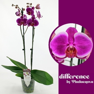 Phalaenopsis grootbloemig 2 tak paars DU 2-60 G Durban