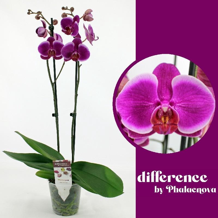 <h4>Phalaenopsis grootbloemig 2 tak paars DU 2-60 G Durban</h4>