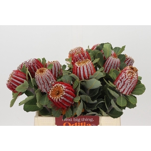 Banksia Coccinea