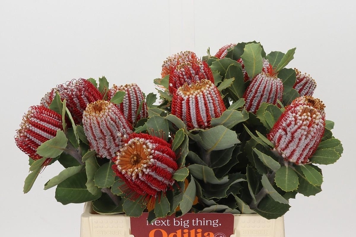 <h4>Banksia Coccinea</h4>
