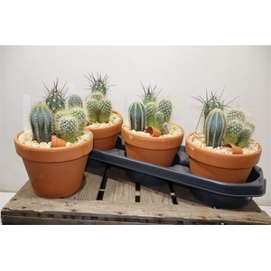 arr8 Arr Cactus In Terra Cotta