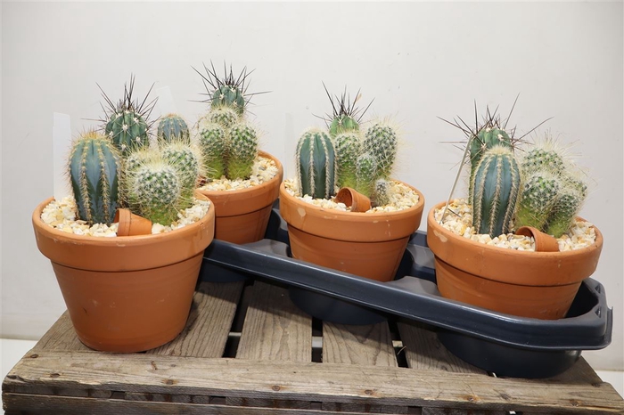 <h4>arr8 Arr Cactus In Terra Cotta</h4>