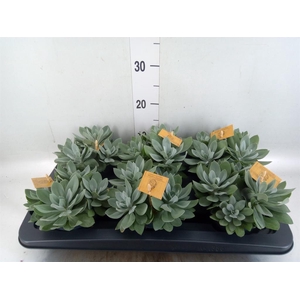 Senecio cephal. 'Mountain Fire'