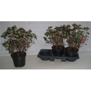 Rhododendron Japanse Azalea 19Ø 44cm