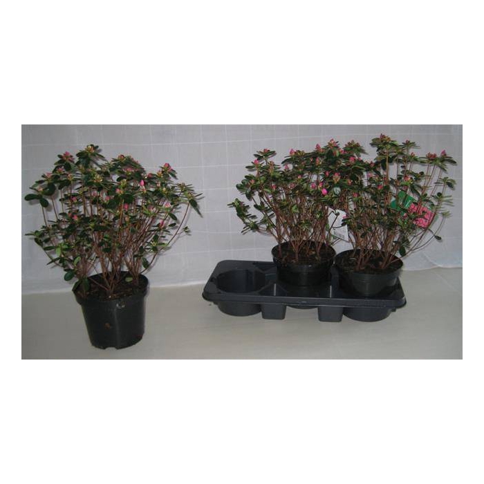 <h4>Rhododendron Japanse Azalea 19Ø 44cm</h4>