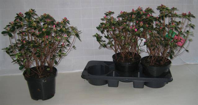 Rhododendron Japanse Azalea 19Ø 44cm