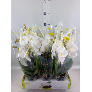 Phalaenopsis   ...white