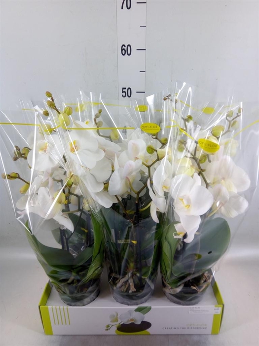 <h4>Phalaenopsis   ...white</h4>