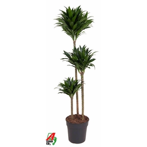 Dracaena Compacta 90-60-30