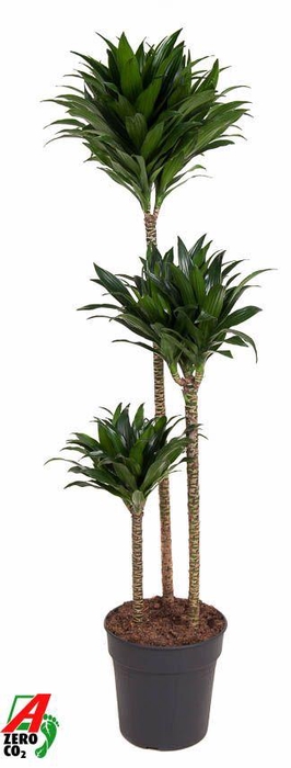<h4>Dracaena Compacta 90-60-30</h4>