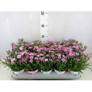 Dianthus  'Pink Kisses'
