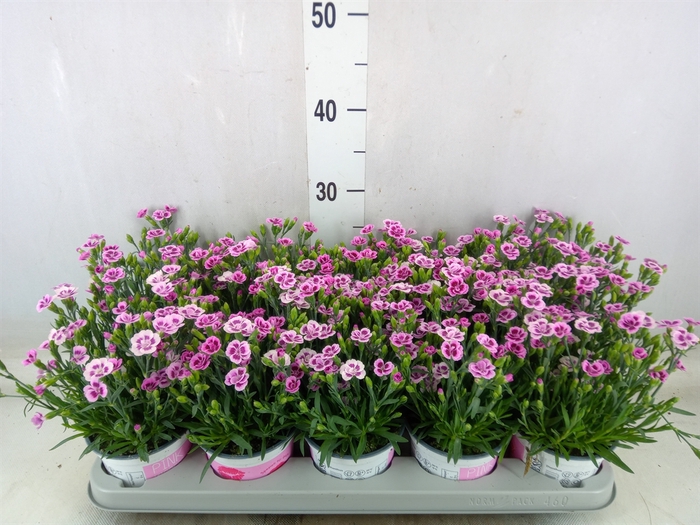 <h4>Dianthus  'Pink Kisses'</h4>