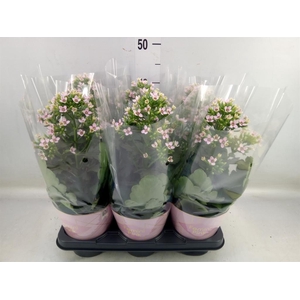Kalanchoe blos. 'Feminine Pink'