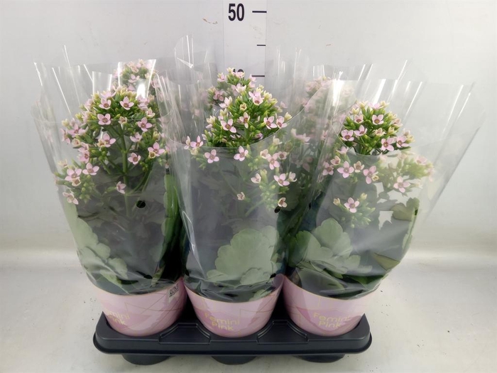<h4>Kalanchoe blos. 'Feminine Pink'</h4>