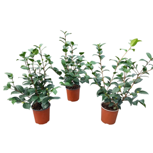 Camellia japonica