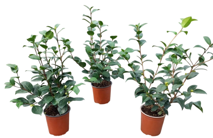 <h4>Camellia japonica</h4>