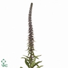 DIGI PARVIFLORA
