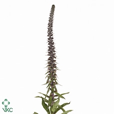 DIGI PARVIFLORA