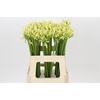 Agapanthus Gletsjer