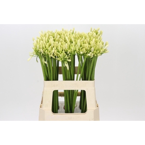 Agapanthus Gletsjer