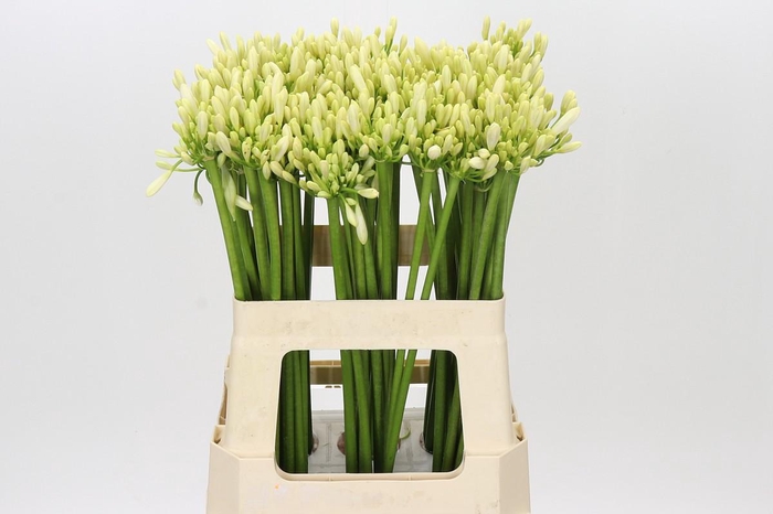 <h4>Agapanthus Gletsjer</h4>