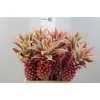 Ananas Small