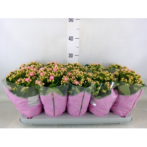 Kalanchoe blos. 'Perfecta Pink'
