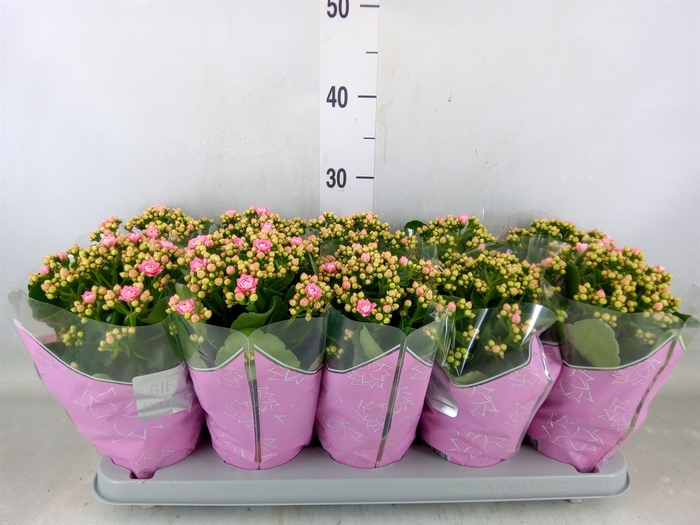 <h4>Kalanchoe blos. 'Perfecta Pink'</h4>