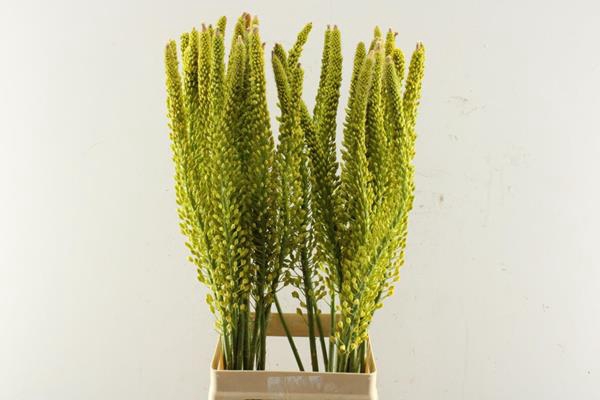 <h4>Eremurus Moneymaker(g)l 80</h4>
