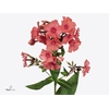 Phlox Windsor Cerise Extra