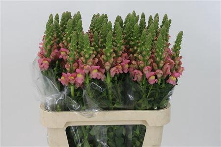 <h4>Antir Antibes Pink</h4>