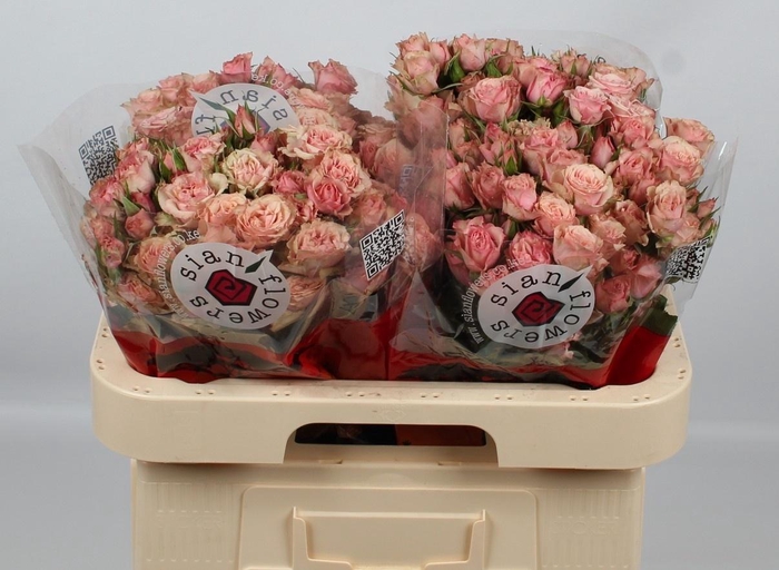 <h4>R TR LATOYA</h4>