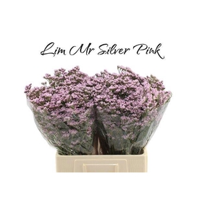 Lim Mr Silver Pink