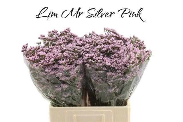 <h4>Lim Mr Silver Pink</h4>