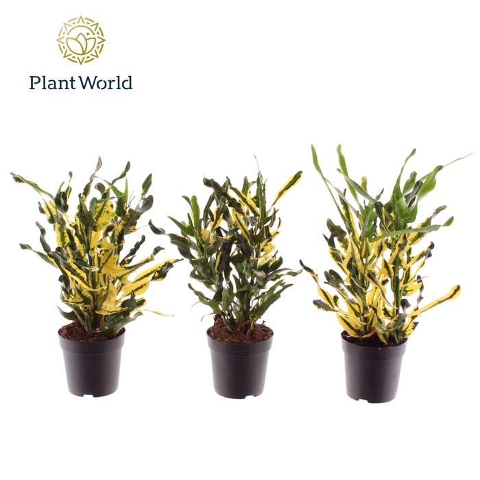 <h4>Croton Pictum kopstek 7 cm</h4>