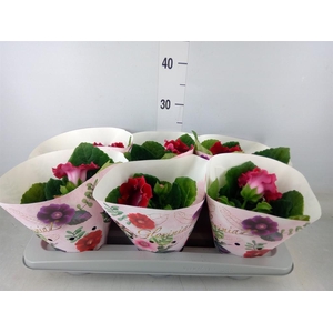 Sinningia  'Avanti Scarlet'