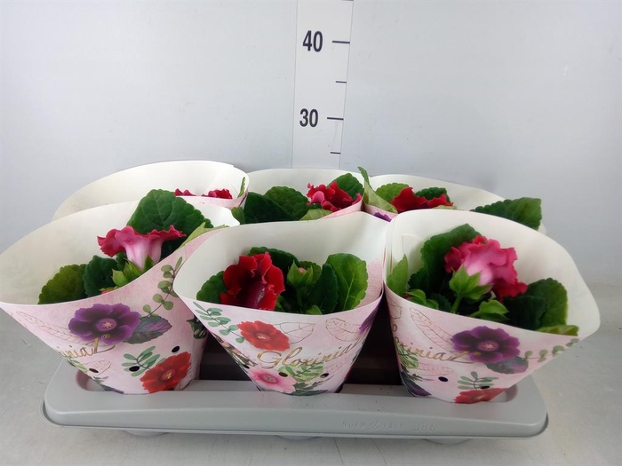 <h4>Sinningia  'Avanti Scarlet'</h4>