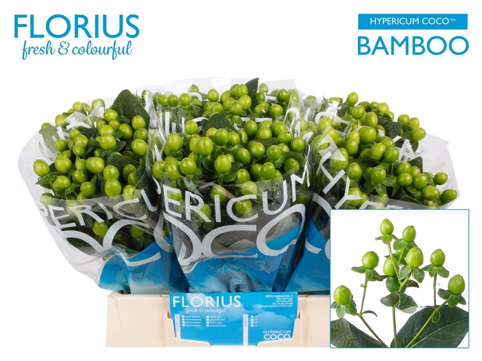 Hyp Coco Bamboo