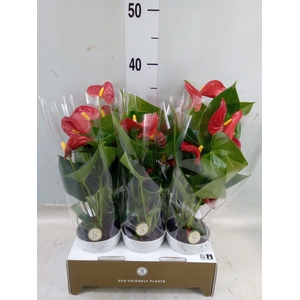 Anthurium andr. 'Red Champion'